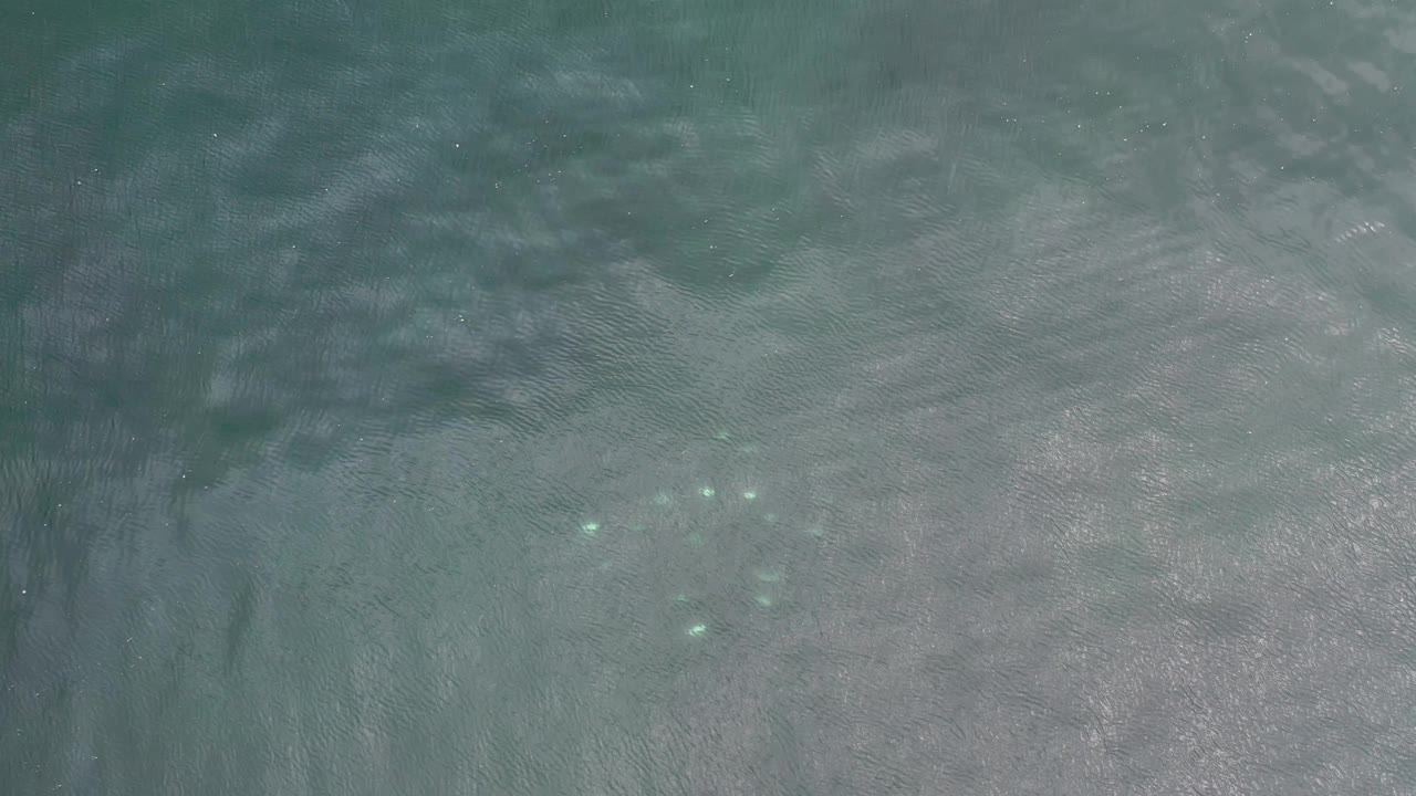 Blue-green Los Cabos seawater fills the frame, with faint bottom texture and several small fish grouped low in the image, no visible people.