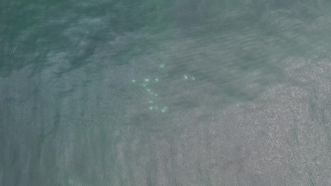 Muted green-blue water with scattered white spots and soft surface glare.