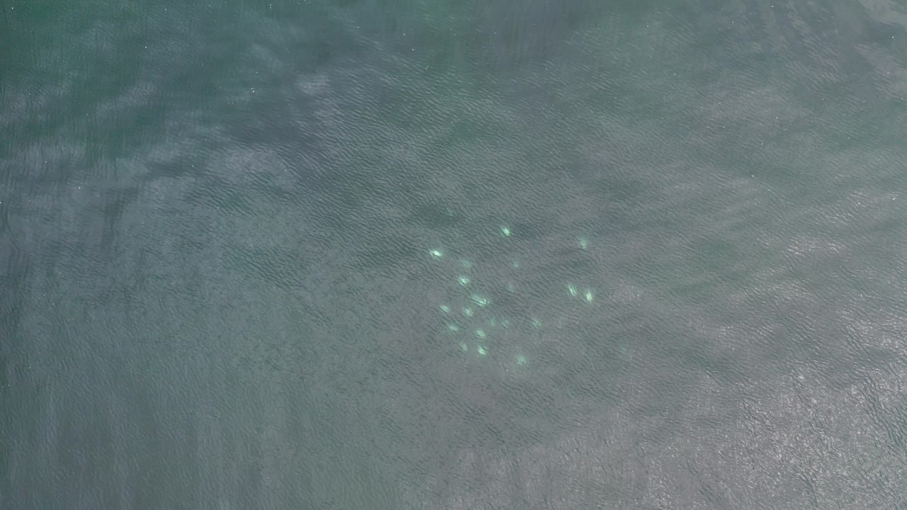 Overhead view in Los Cabos, Mexico, with a small group of bright fish visible through rippled light blue water and no visible people.