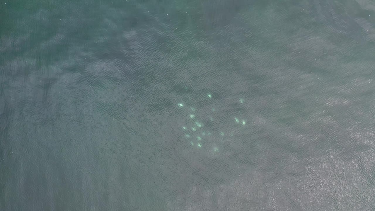 A tight cluster of small fish sits below the surface in Los Cabos, Mexico, surrounded by soft ripples and pale underwater texture, with no visible people.