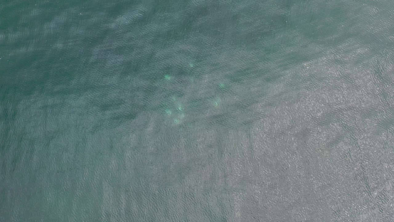 Aerial-style water texture with scattered bright submerged objects.