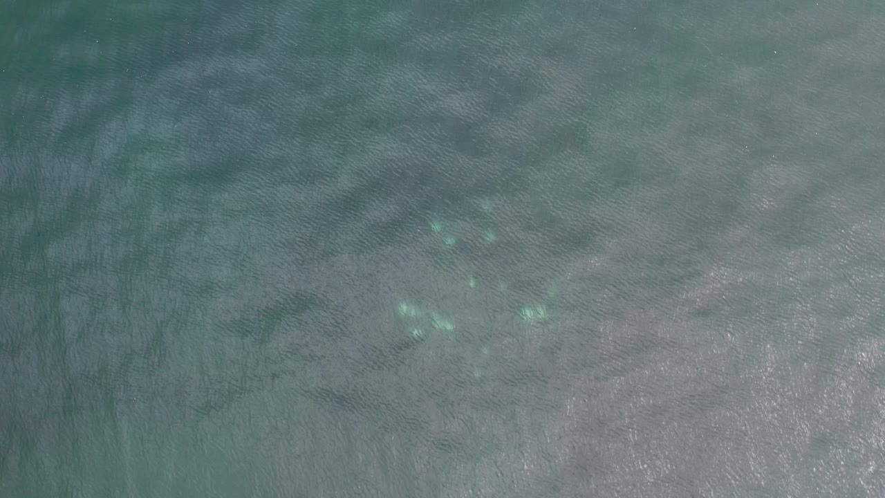 Textured ocean surface with dim green-blue highlights.