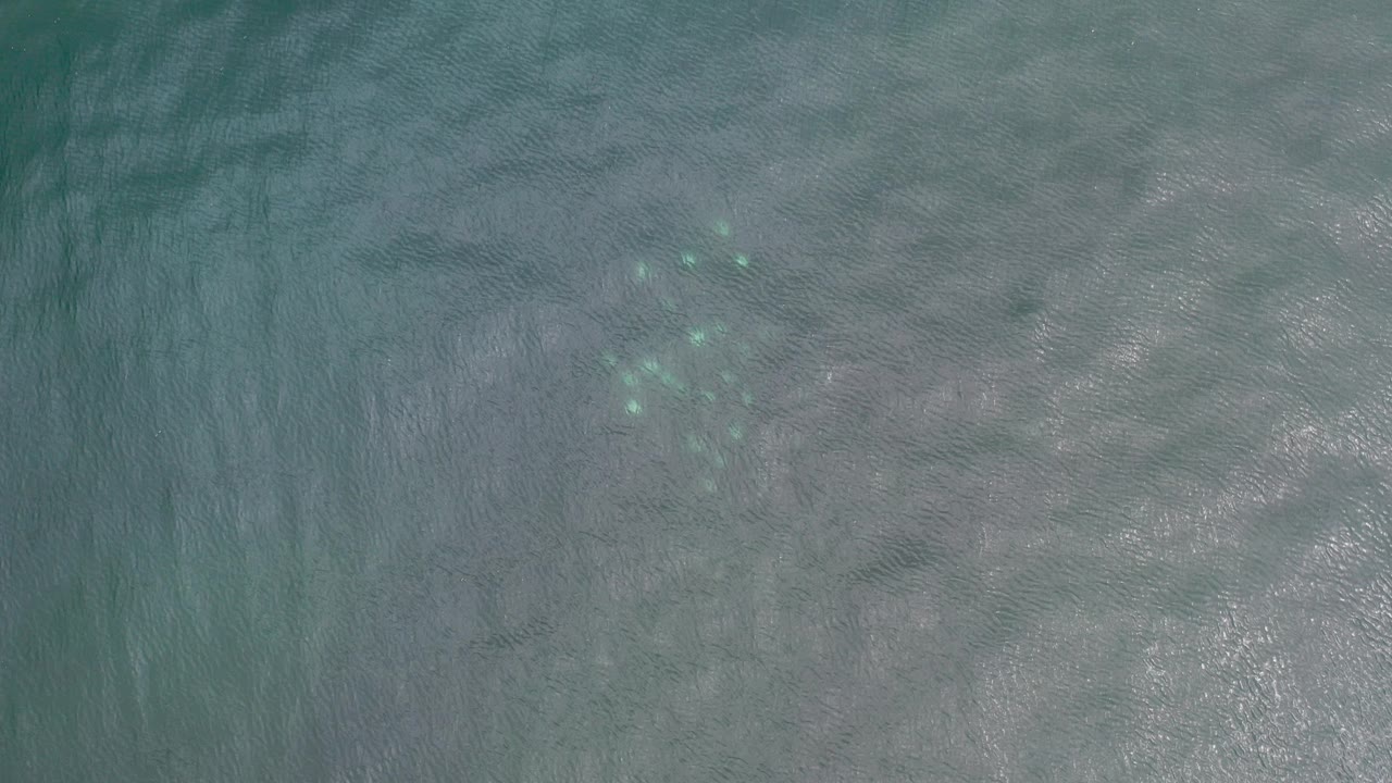 Overhead frame from Los Cabos, Mexico showing rippled blue-green water, pale submerged sand, and a small cluster of fish near the upper-left area with no visible people.