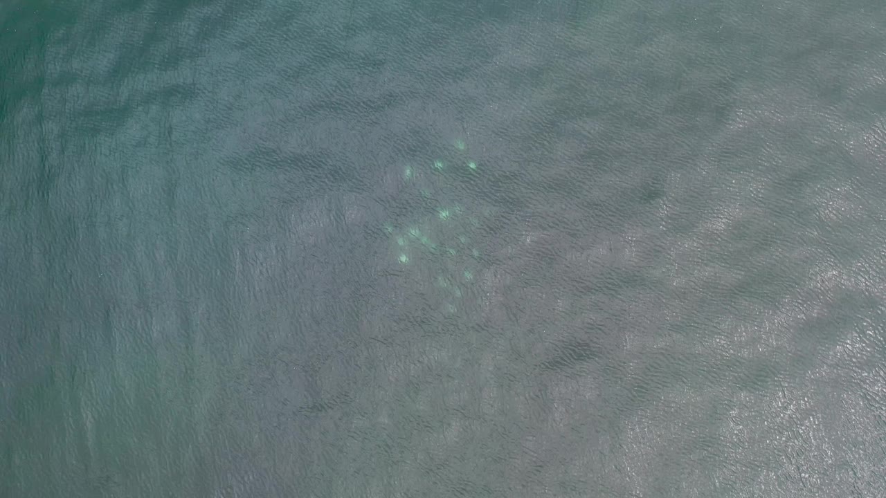 Top-down Los Cabos water frame with the fish cluster slightly more centered in the upper-left portion, pale sand below the surface, and no visible people.