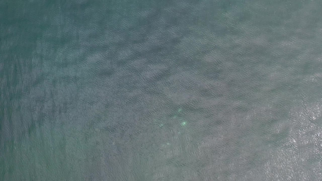 Overhead Los Cabos sea surface with a small pale speck visible beneath the green water, light ripples, soft glare, and no visible people.