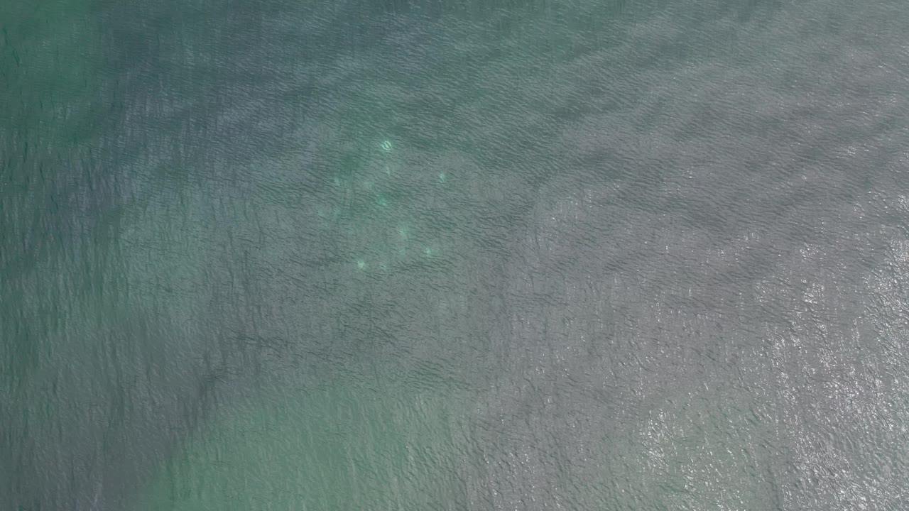 Green-gray water texture with ripples and bright reflected light.