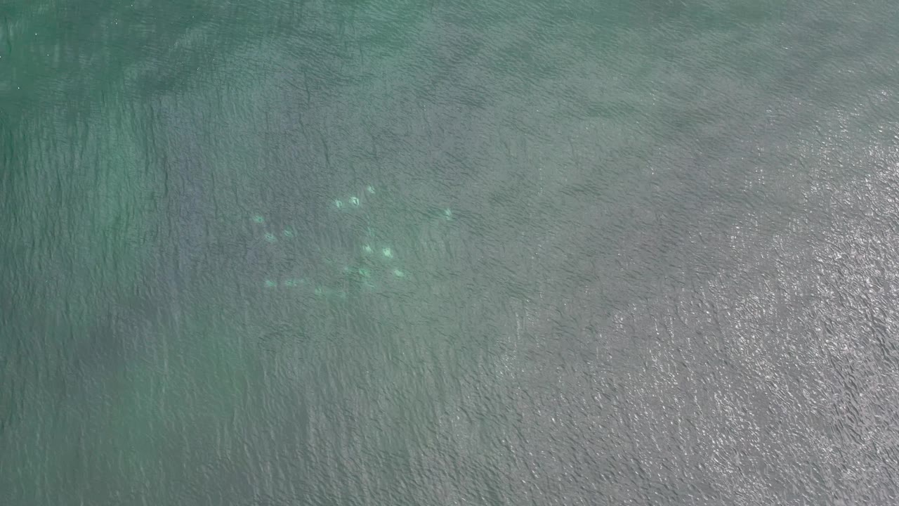 High overhead Los Cabos ocean frame with pale fish shapes near the upper center, rippled water texture, and no visible people.