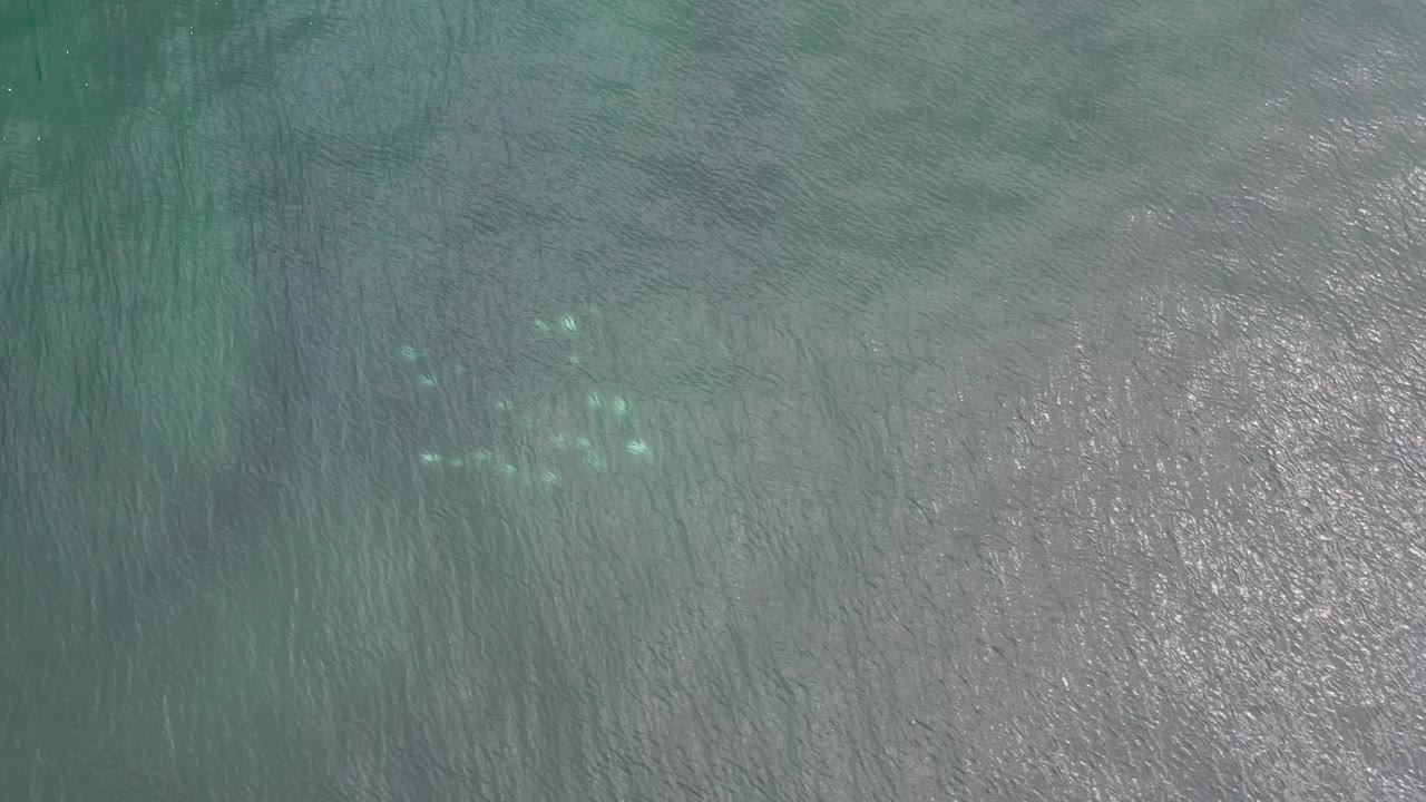 Gray-green ocean water with a loose cluster of fish near the top middle.