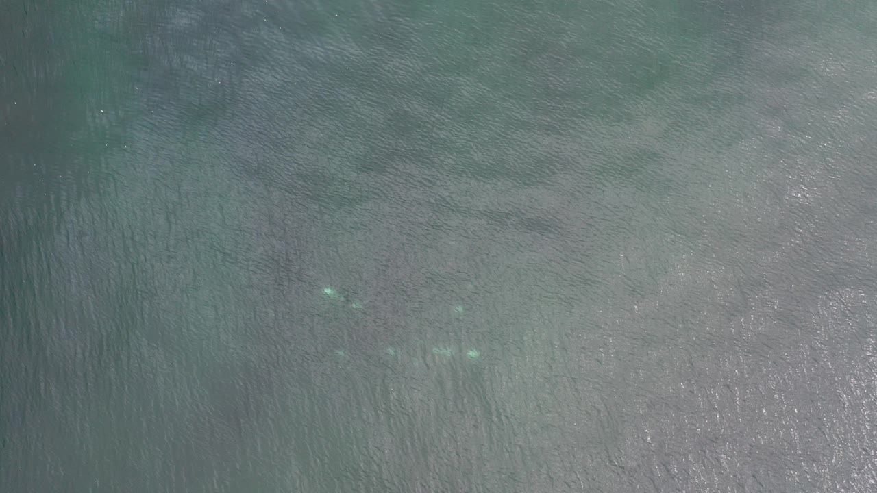 Overhead view of shallow turquoise water in Los Cabos, Mexico, with faint small fish near the upper left area and no visible people.