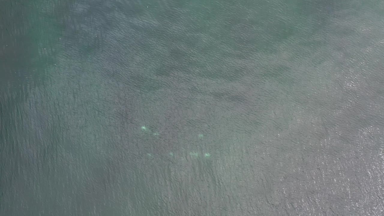 Clear rippled seawater in Los Cabos, Mexico, with several small pale fish visible near the upper middle of the frame and no visible people.