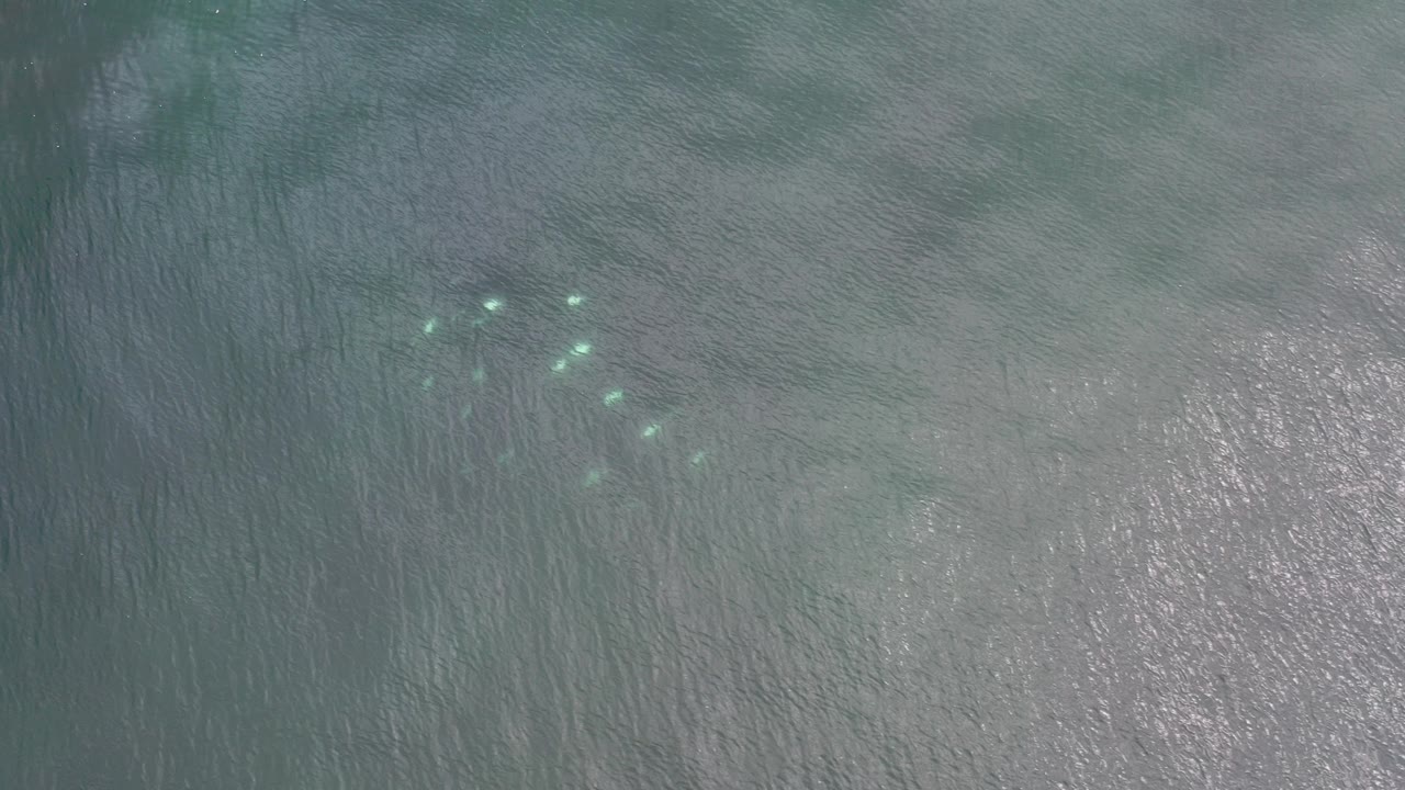 Small pale fish are visible under rippled green-blue ocean water in Los Cabos, Mexico, with no visible people.