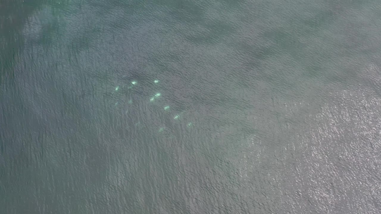 A loose cluster of small fish sits beneath textured sunlit water in Los Cabos, Mexico, with no visible people.
