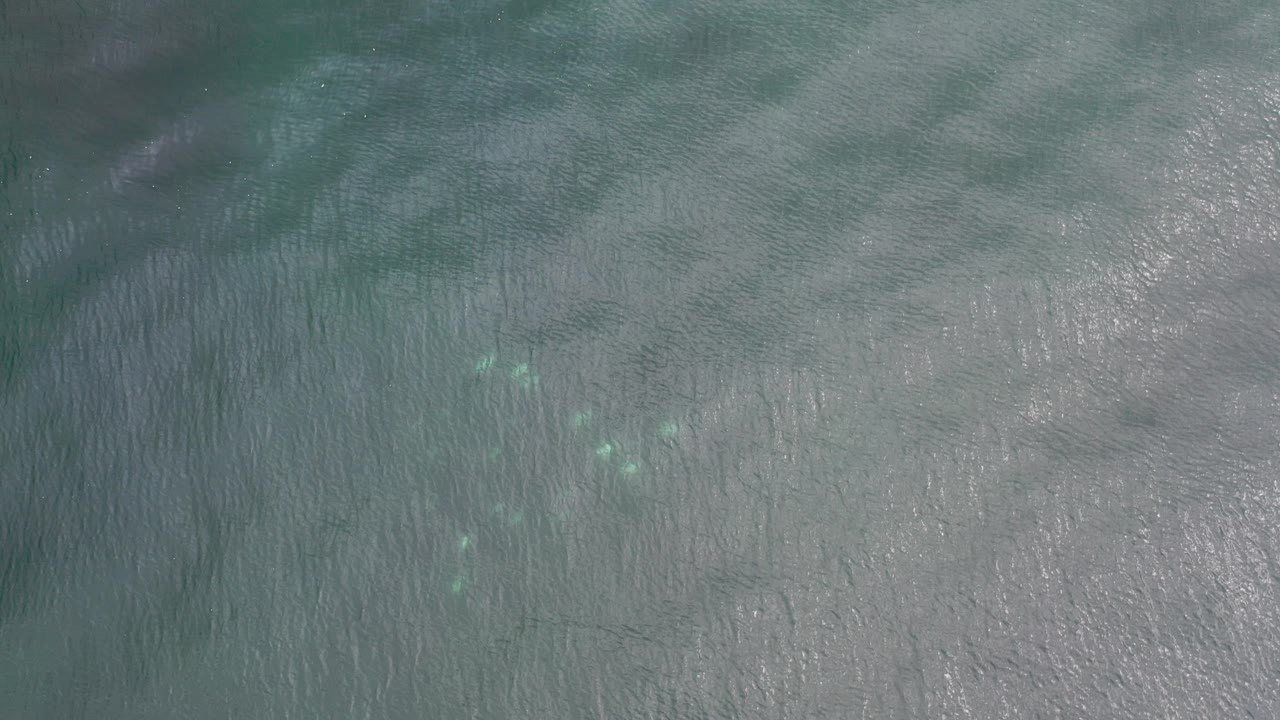 Top-down view of rippled turquoise ocean with small pale shapes in the water.