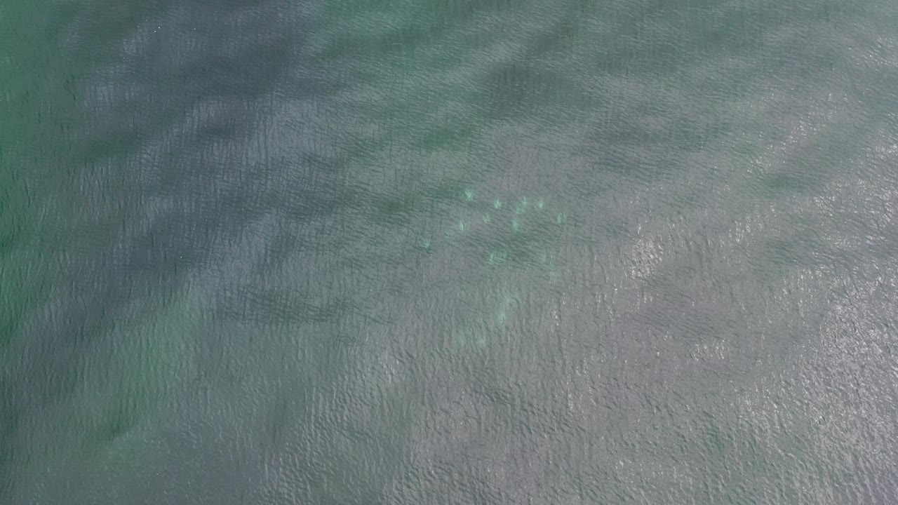Overhead view of clear green-blue water in Los Cabos, Mexico, with pale seabed texture, a small cluster of blurry fish shapes, and no visible people.