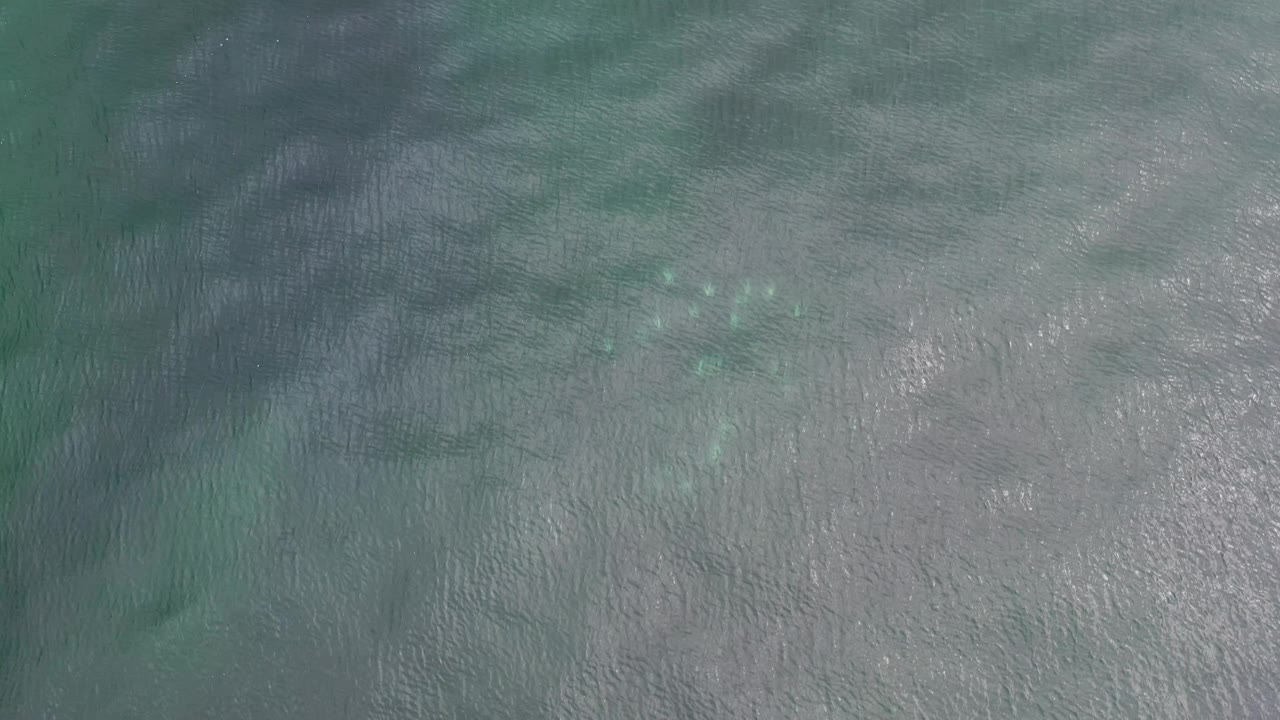 Clear water in Los Cabos, Mexico shows a softened cluster of small fish near the upper left, pale sand or reef below, and no visible people.
