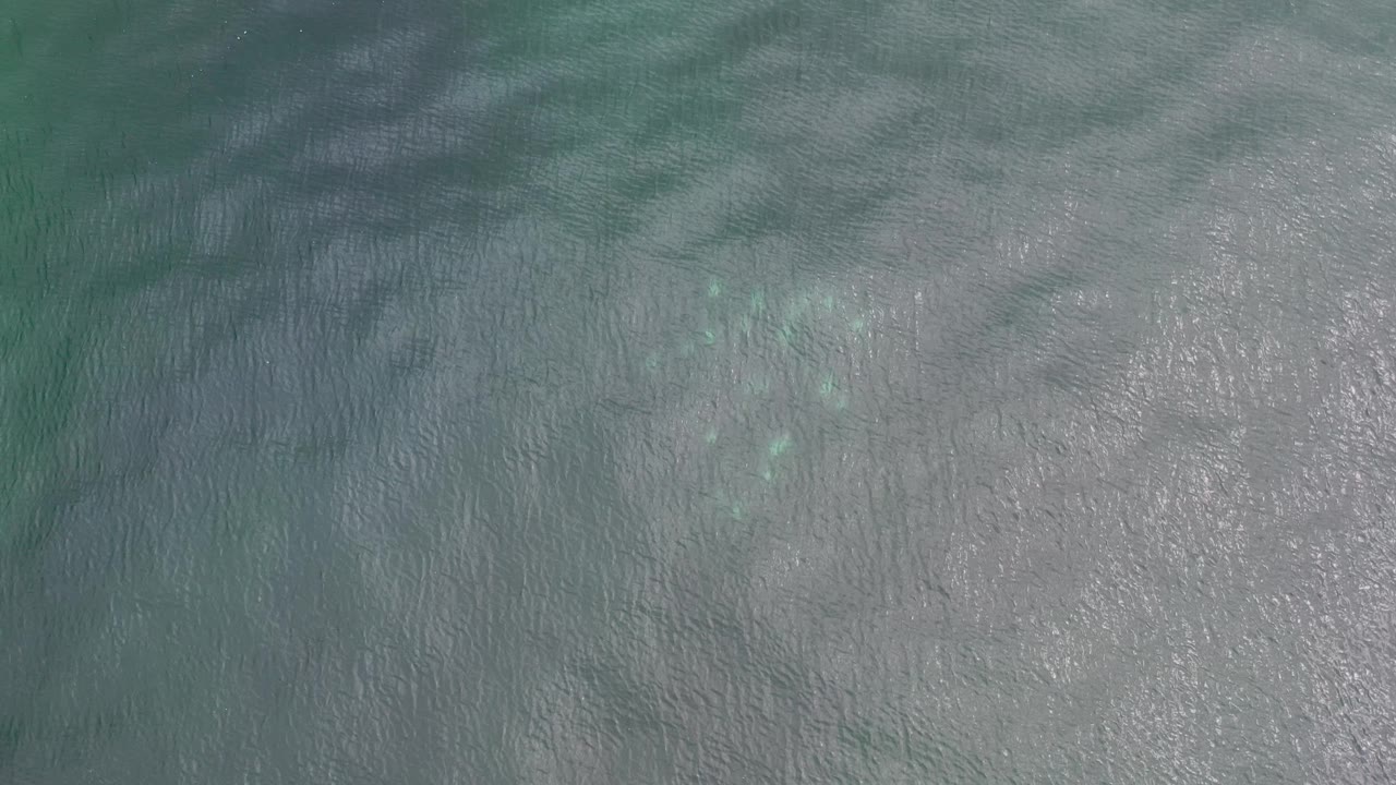 Green-blue water surface with pale bottom and faint fish cluster.