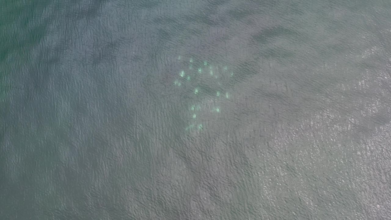 Gray ocean ripples with a small turquoise cluster near the top of frame.
