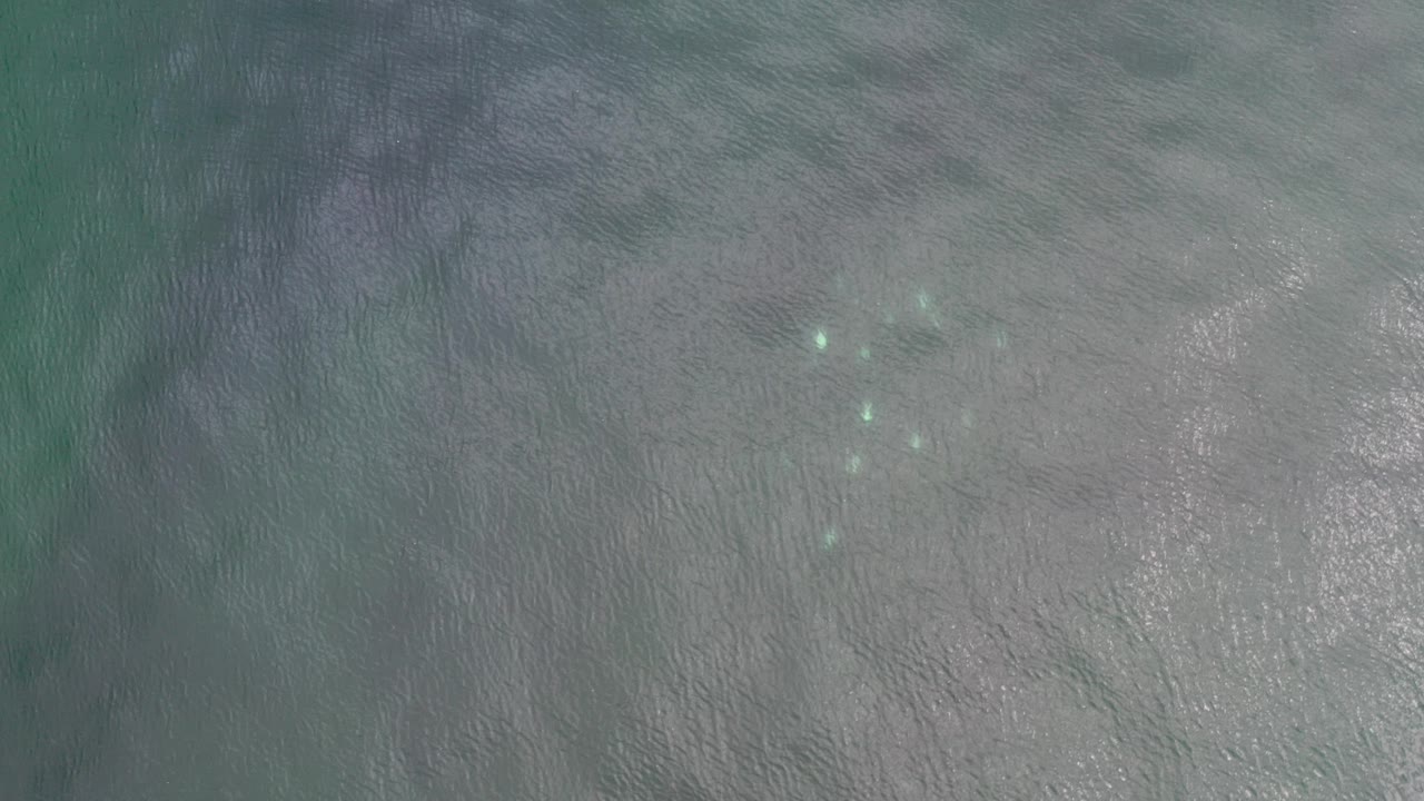 Overhead view of rippled shallow water in Los Cabos, Mexico, with a few small shiny fish visible near the upper center and no visible people.