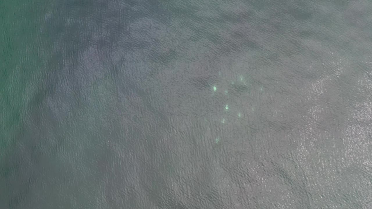 The fish appear as small light specks under the rippled Los Cabos water, with pale bottom texture filling the frame and no visible people.