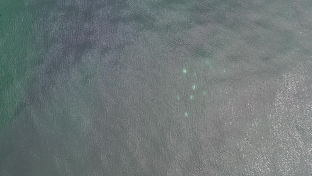 Small fish school beneath rippled turquoise and gray-green shallow water.