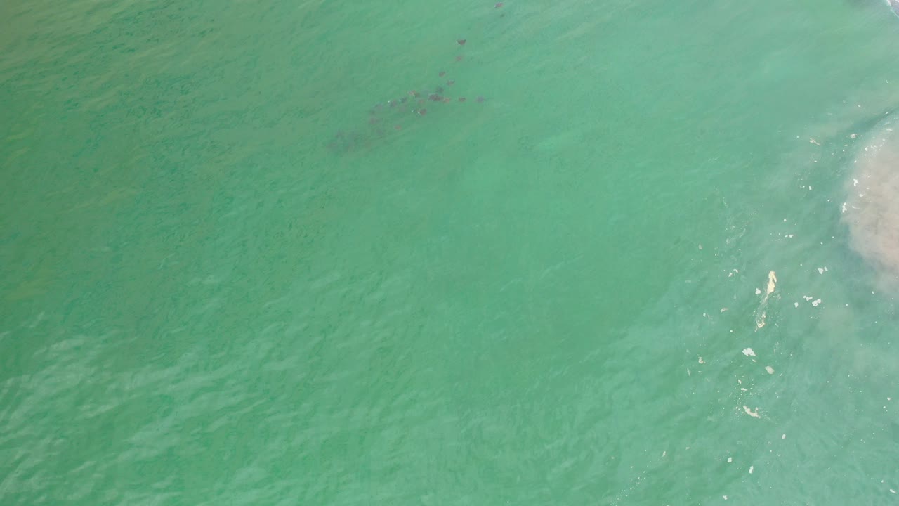 Top-down view of green open water in Los Cabos with faint diagonal groups of small fish under the surface and no visible people.