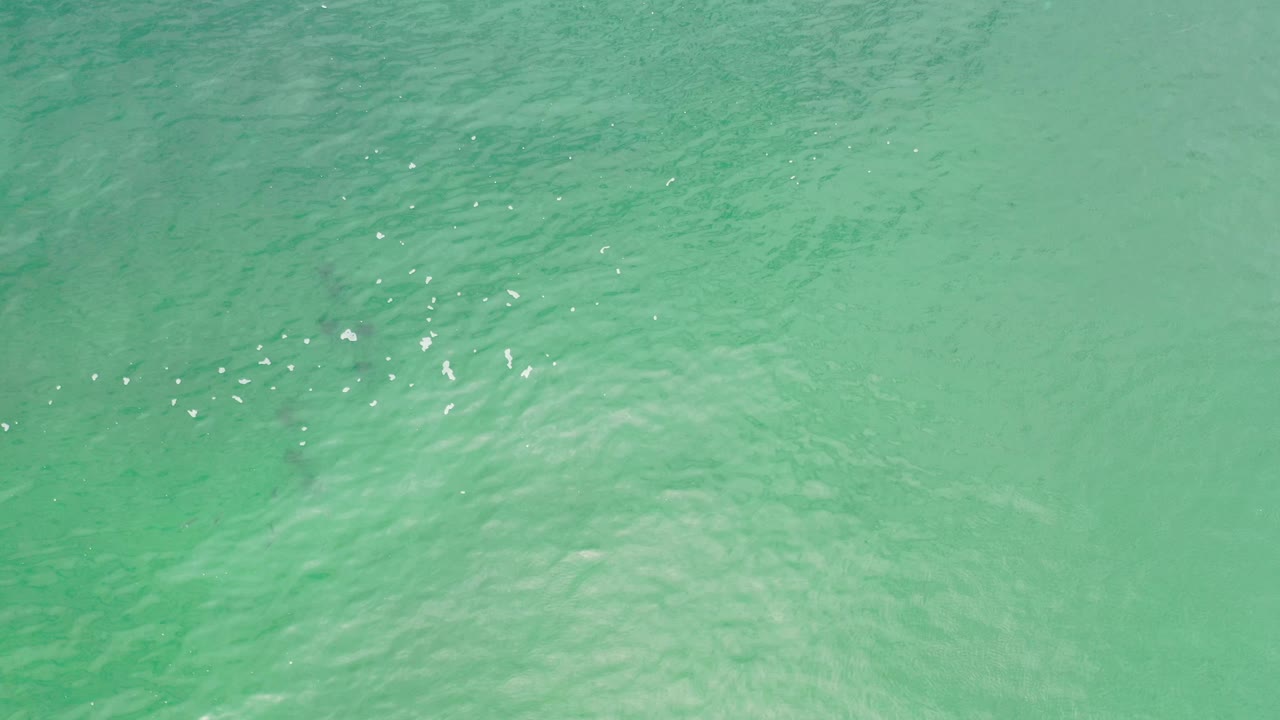 Textured green water with ripples and white sparkle marks.