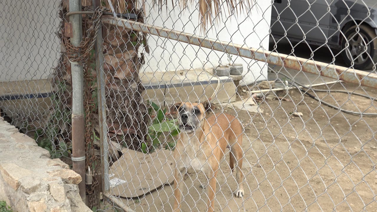 Tan dog stands behind a chain-link fence in a Los Cabos yard near a palm trunk and low stone wall, with no visible people.