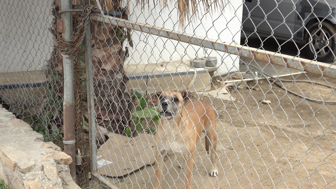 The dog faces the camera through the fence in the Los Cabos yard, with patio furniture and a white wall visible behind it and no visible people.