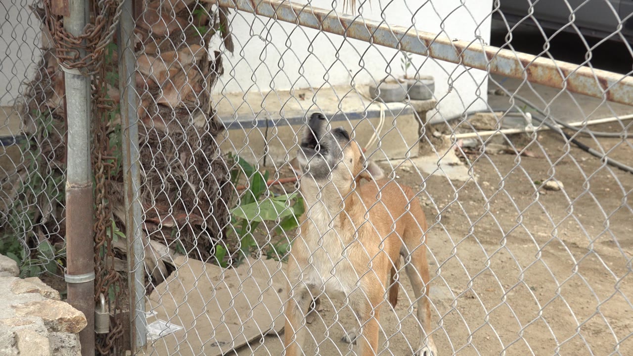 Dog turns sideways behind the fence.