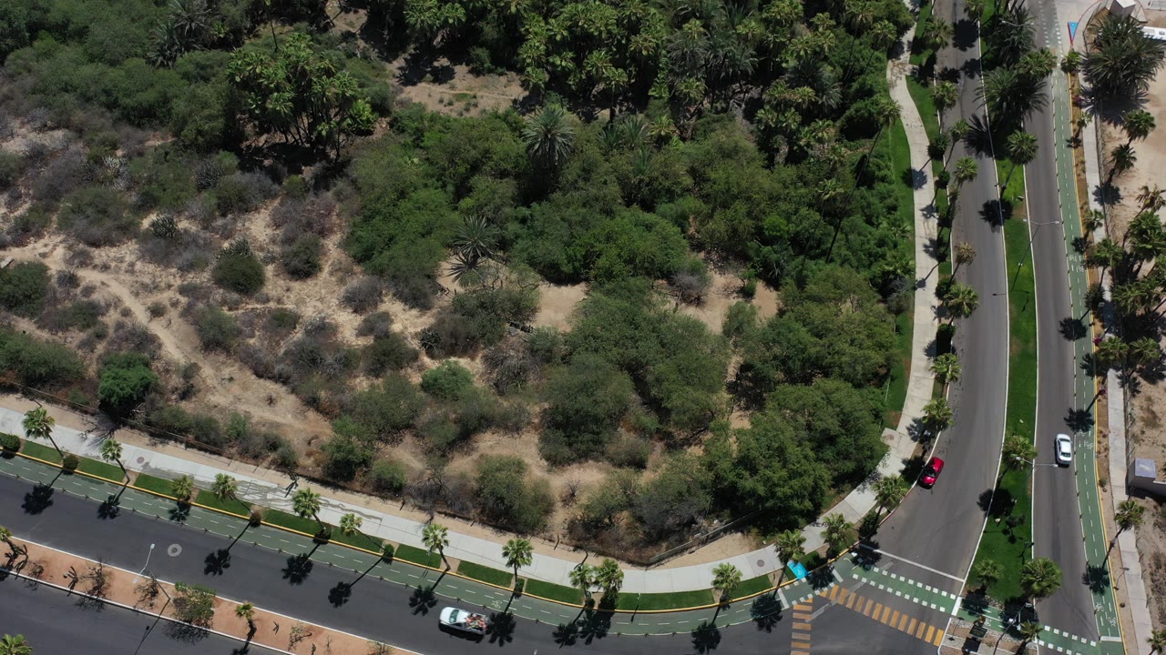 Overhead view in Los Cabos, Mexico, showing a curving road, crosswalk markings, palm-lined median, dry scrubland, and no visible people.