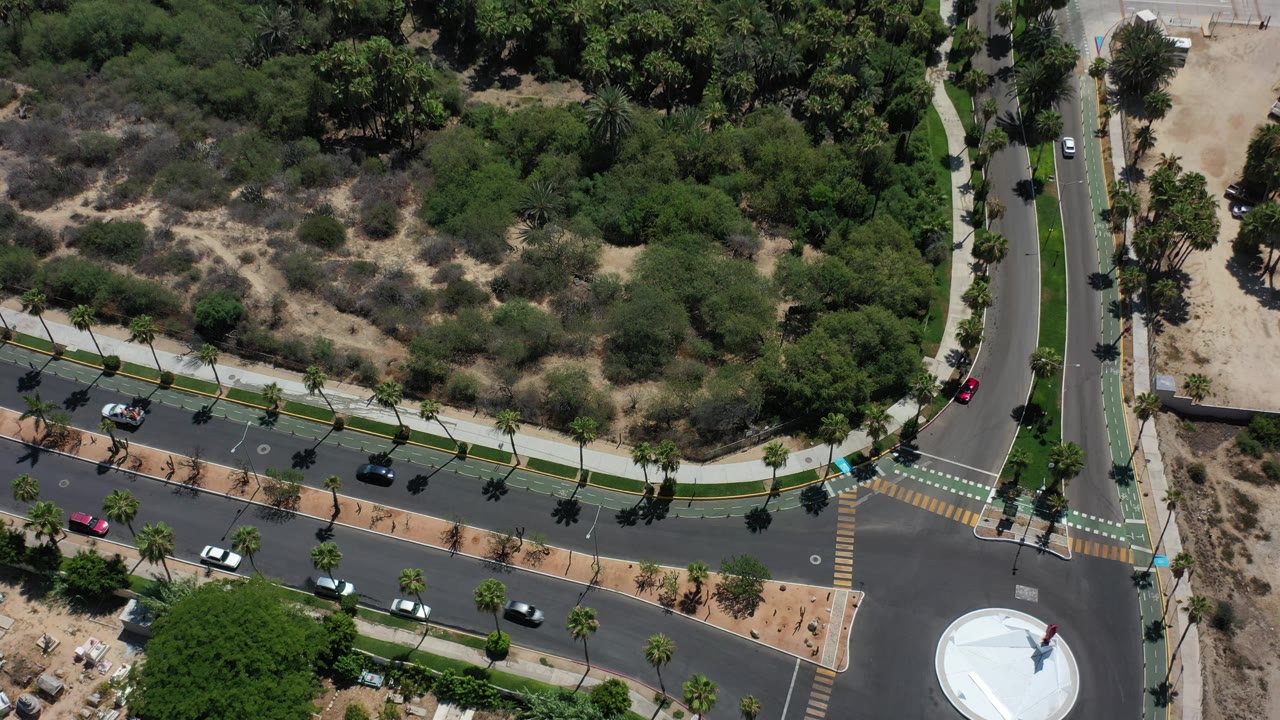 Overhead frame in Los Cabos, Mexico, with the roundabout lower right, cars spaced along the curved roadway, palm shadows on the pavement, dense green vegetation above, and no visible people.