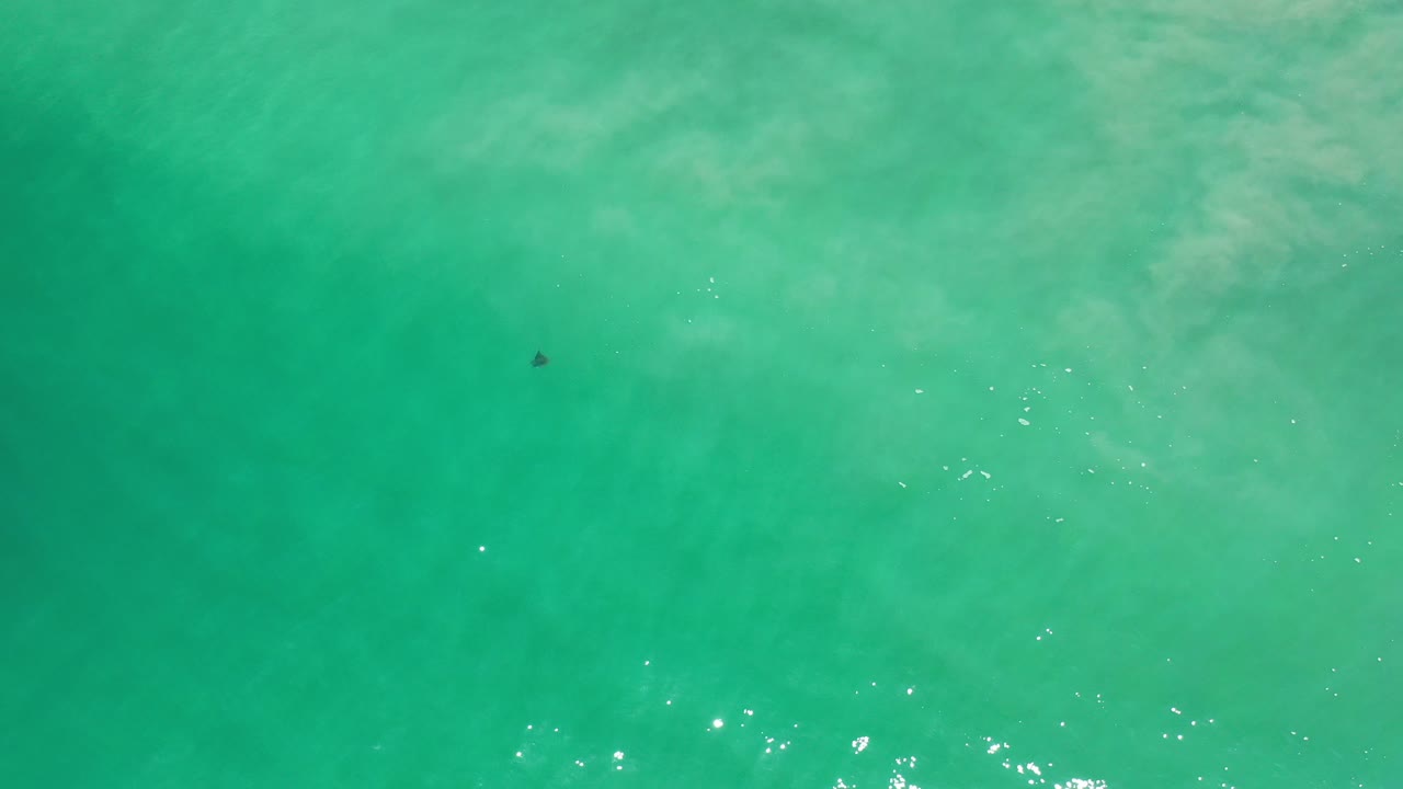 Overhead view of turquoise water in Los Cabos, Mexico, with a tiny dark object or animal near the upper left and no visible people.