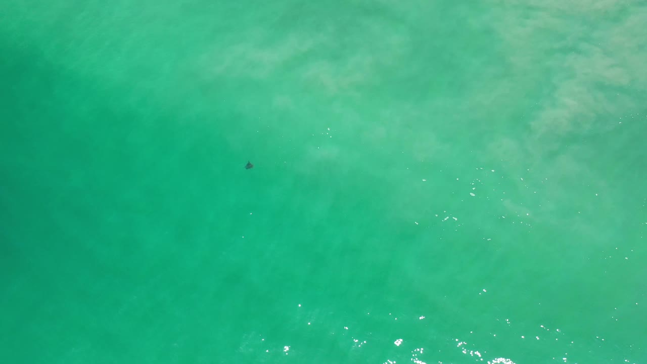 Overhead Los Cabos water view with a small dark object or animal slightly farther across the turquoise surface and no visible people.