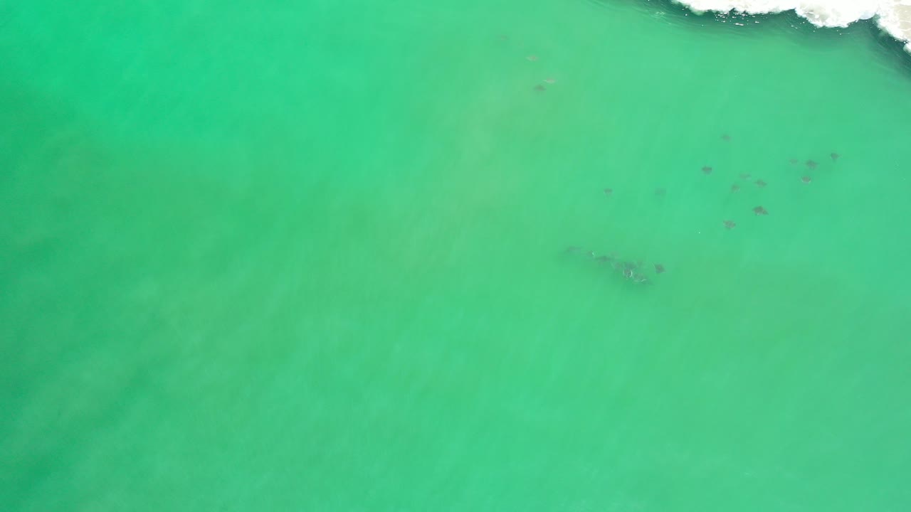 Overhead view in Los Cabos, Mexico, with small dark birds scattered over bright green water and white surf entering along the top edge, no visible people.