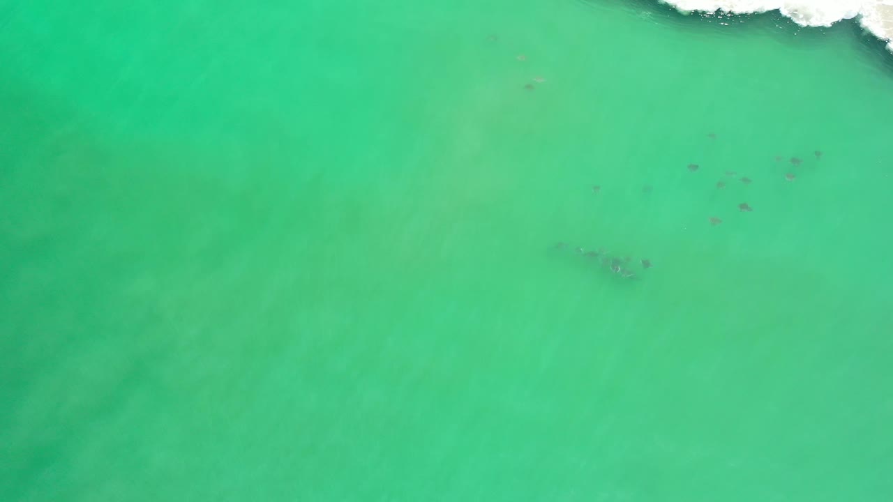 Aerial frame from Los Cabos, Mexico, showing a loose group of birds over green water, with pale wave foam near the top border and no visible people.