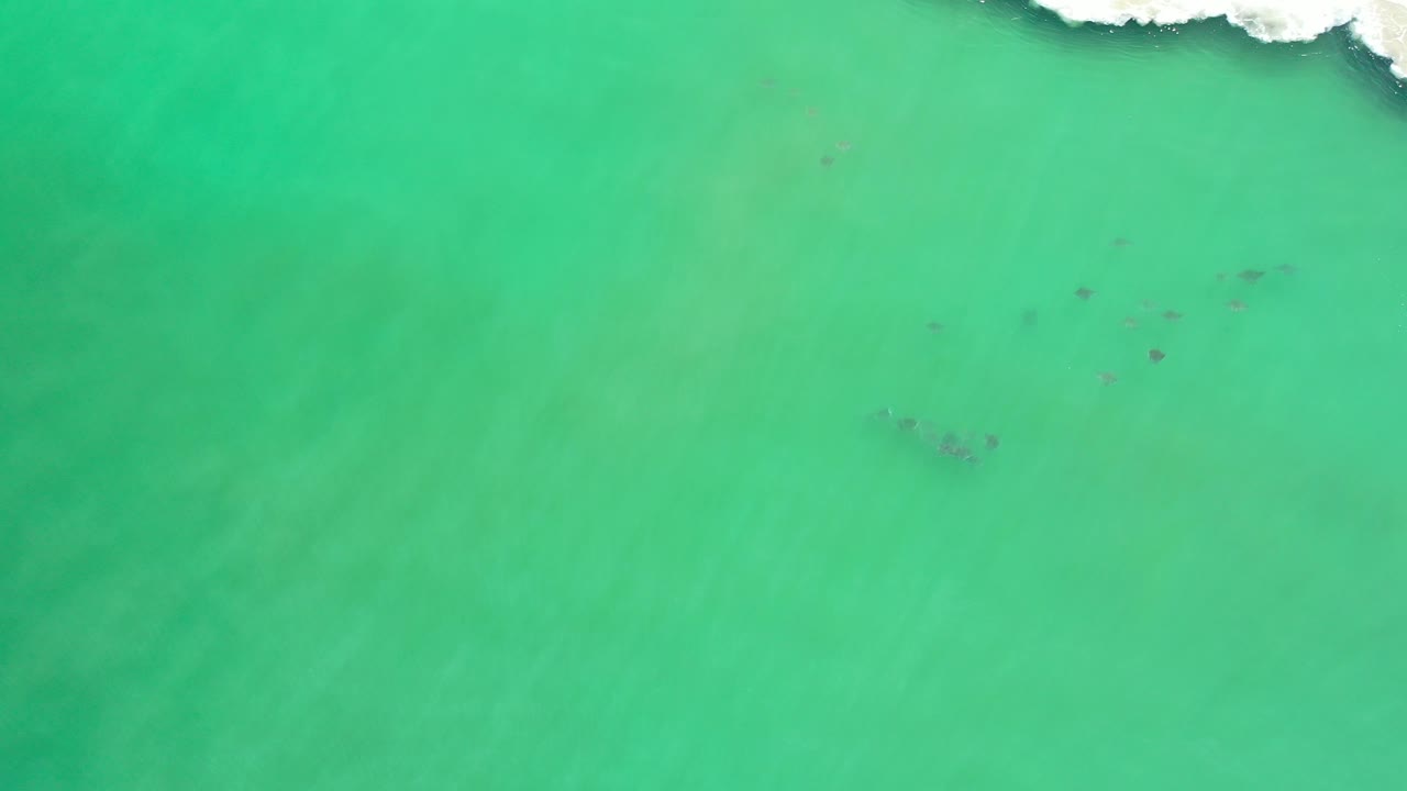 Scattered birds over open green water with surf at the top.
