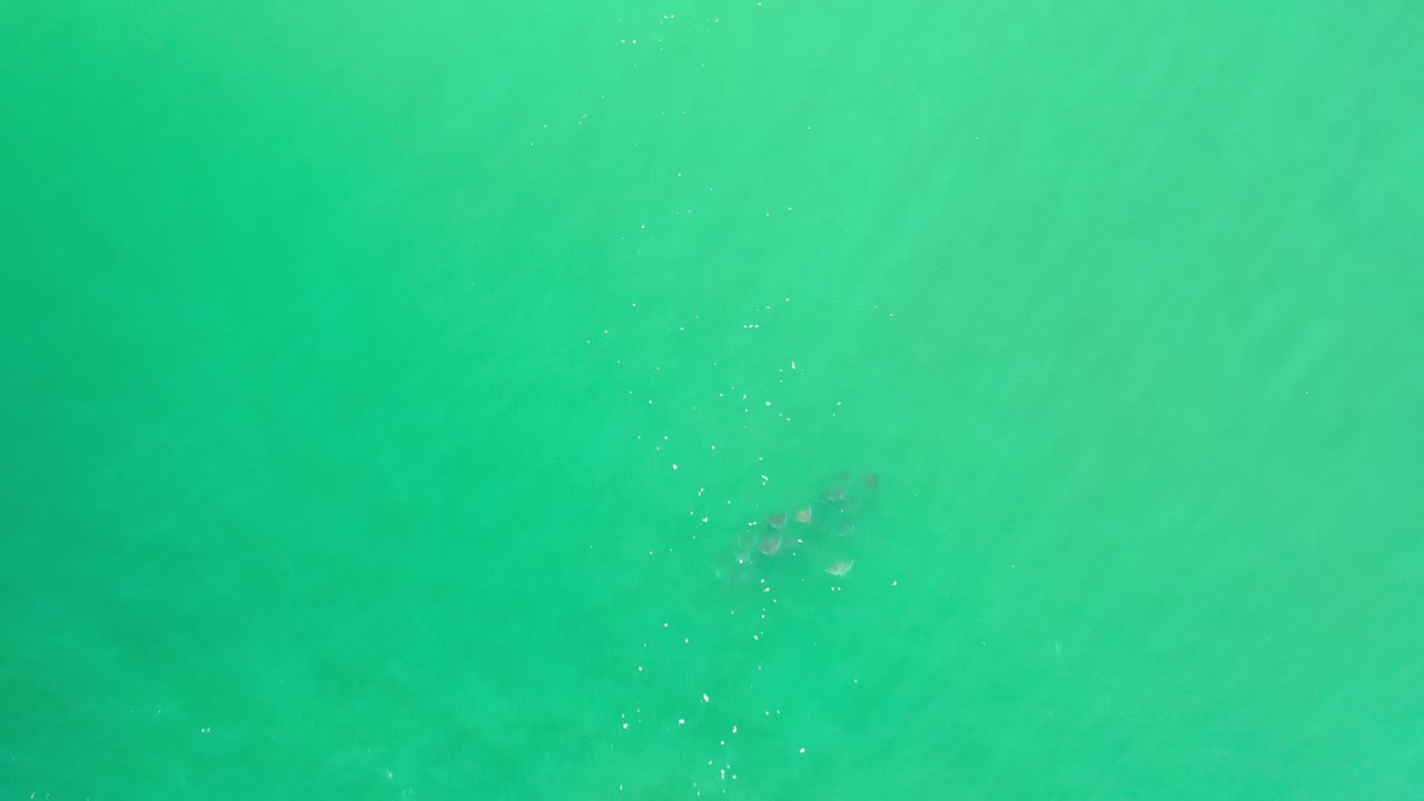 Green ocean surface with faint dark shape below the water.