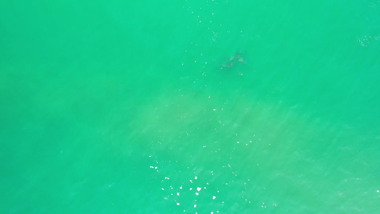 Overhead view of a small school of fish beneath clear aquamarine water in Los Cabos, Mexico, with sun flecks on the surface and no visible people.
