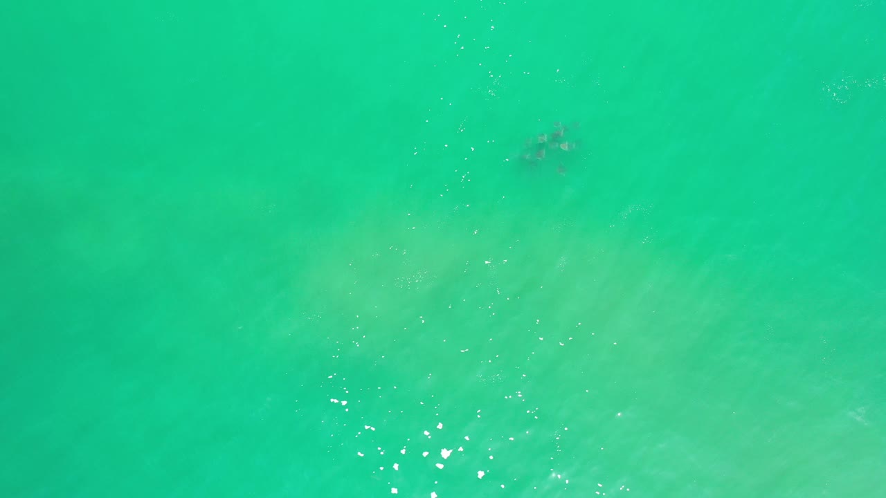 Small fish school beneath turquoise surface shimmer.