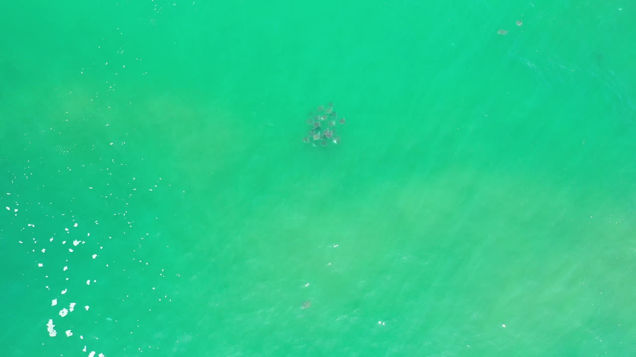 Small fish school under bright green water with sun flecks at left.