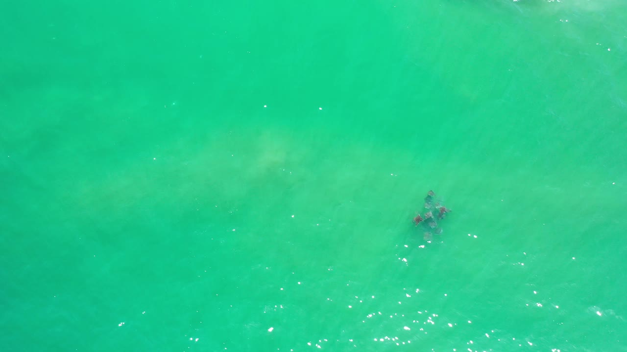Green-blue rippling water with a small dark shape beneath the surface.