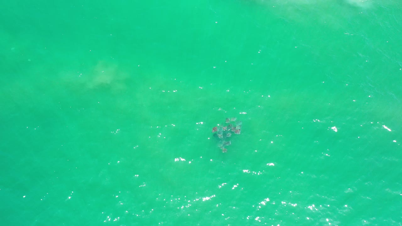 Overhead view in Los Cabos, Mexico of a small brown seaweed cluster in bright green water with scattered sun glints and no visible people.