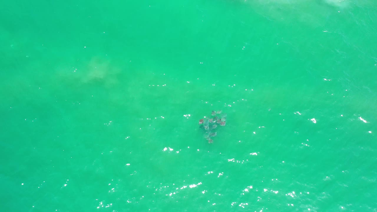 A small patch of brown seaweed sits slightly left of center in turquoise green Los Cabos water, surrounded by light wave texture and no visible people.