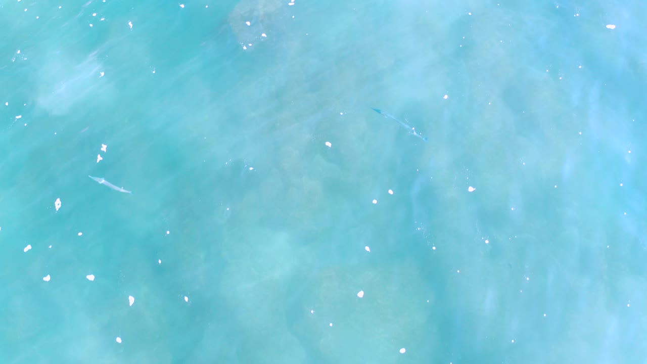 Clear blue water with faint reef texture and small surface highlights.