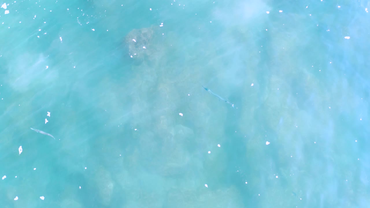 A small blue fish appears near the lower center of clear shallow water in Los Cabos, Mexico, with pale reef texture underneath and no visible people.