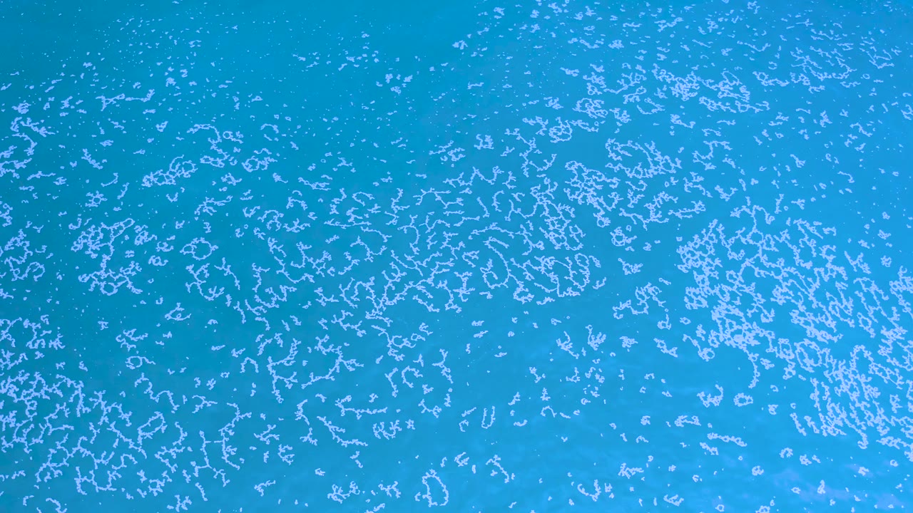 Overhead Los Cabos ocean frame with pale white algae clusters spread unevenly across turquoise-blue water and no visible people.