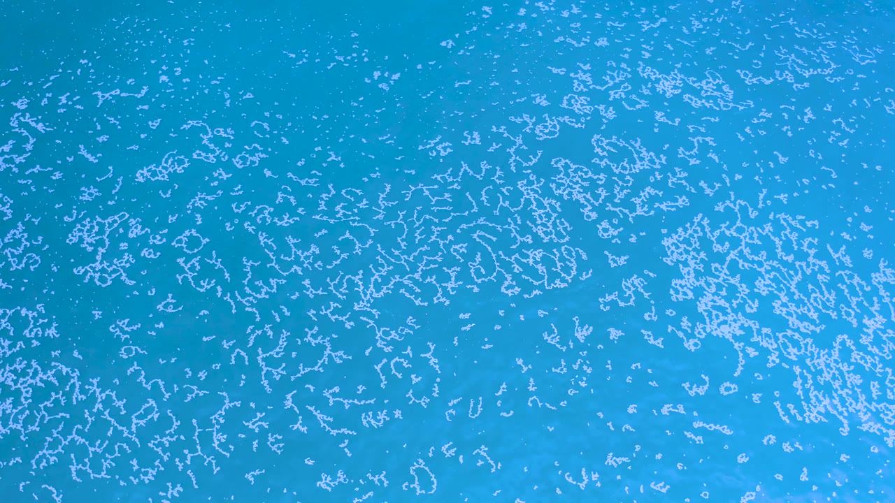 Straight-down view of bright blue ocean in Los Cabos with small white algae flecks and loose branching shapes across the surface, with no visible people.
