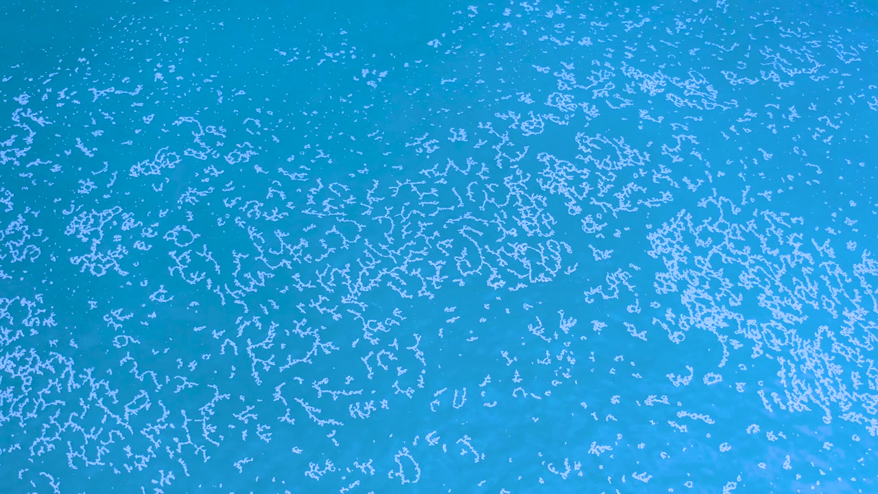 Overhead Los Cabos ocean view showing white floating algae streaks dispersed through medium blue water, with no visible people or structures.