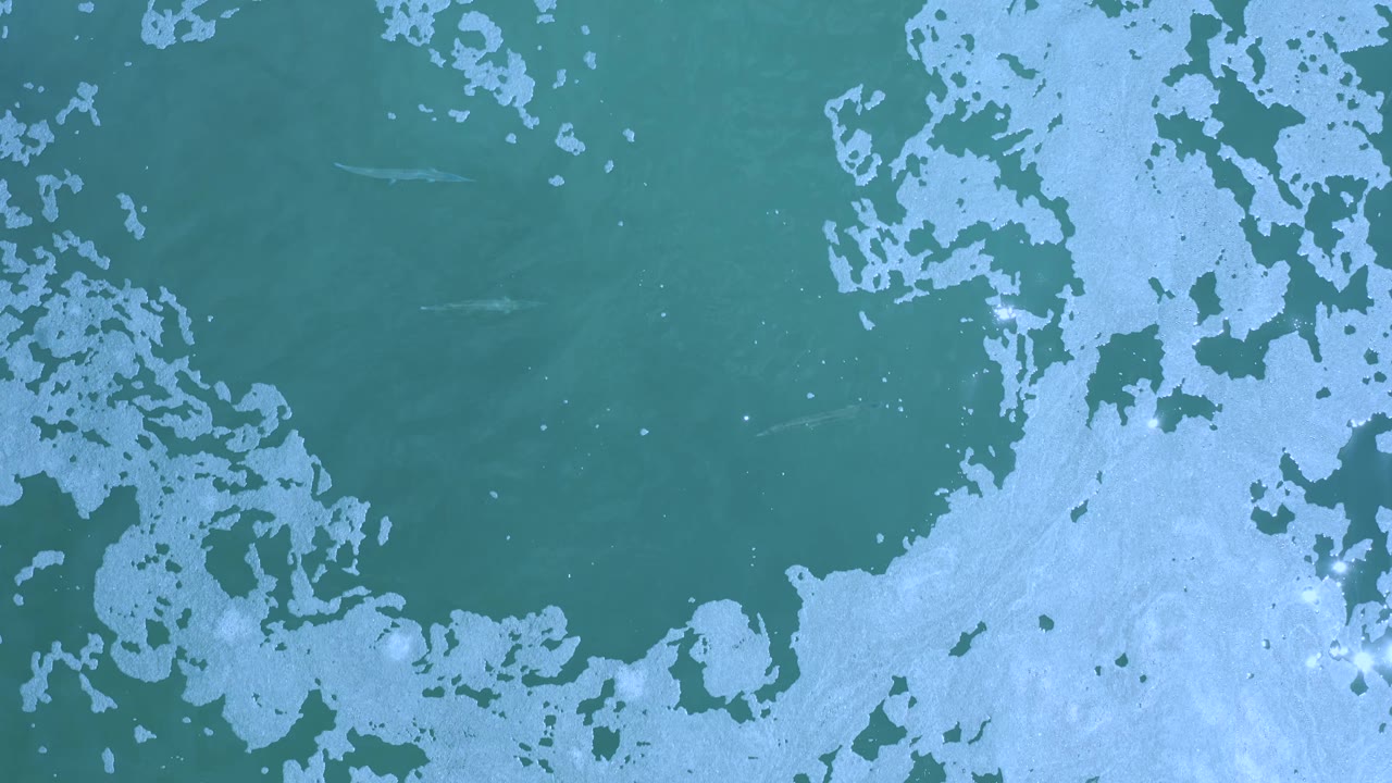 Overhead view in Los Cabos, Mexico with scattered white foam and algae-like markings across green water, with no visible people or boats.