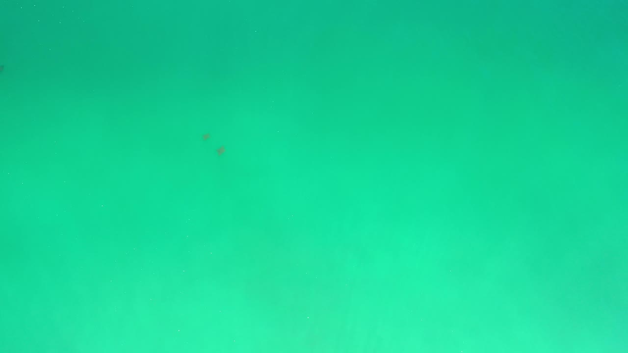 Turquoise sea surface with subtle ripples and tiny fish specks.